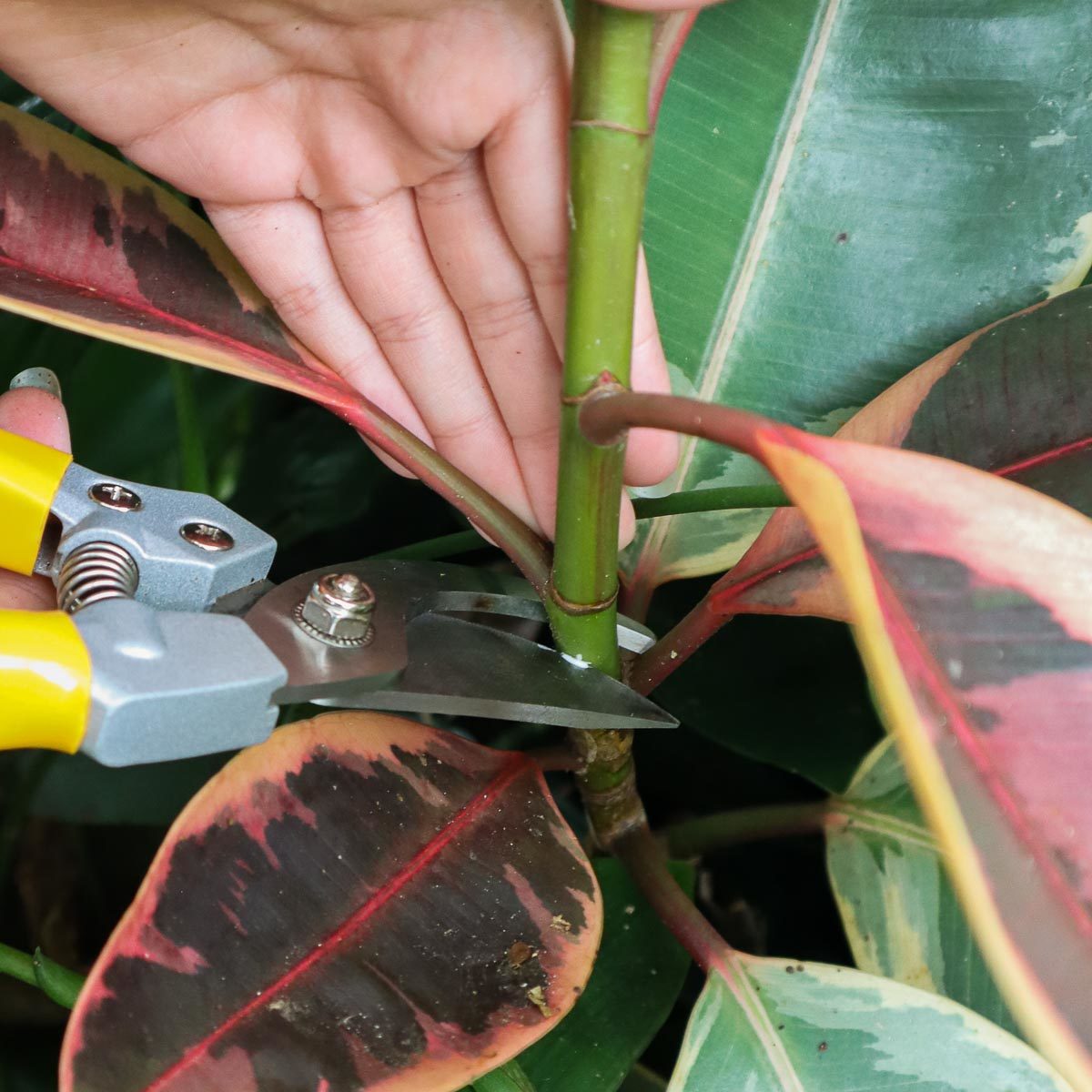 How to Propagate rubber plant from floral foam 