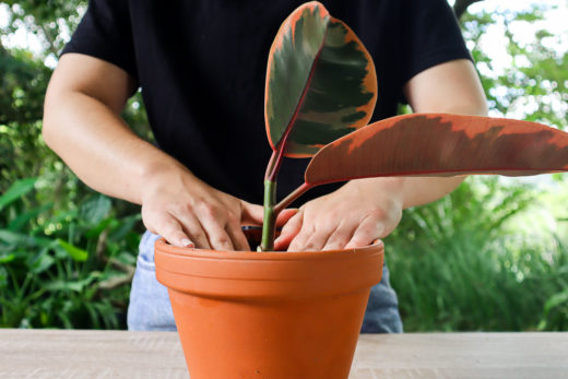 how-to-propagate-rubber-plants-from-cuttings