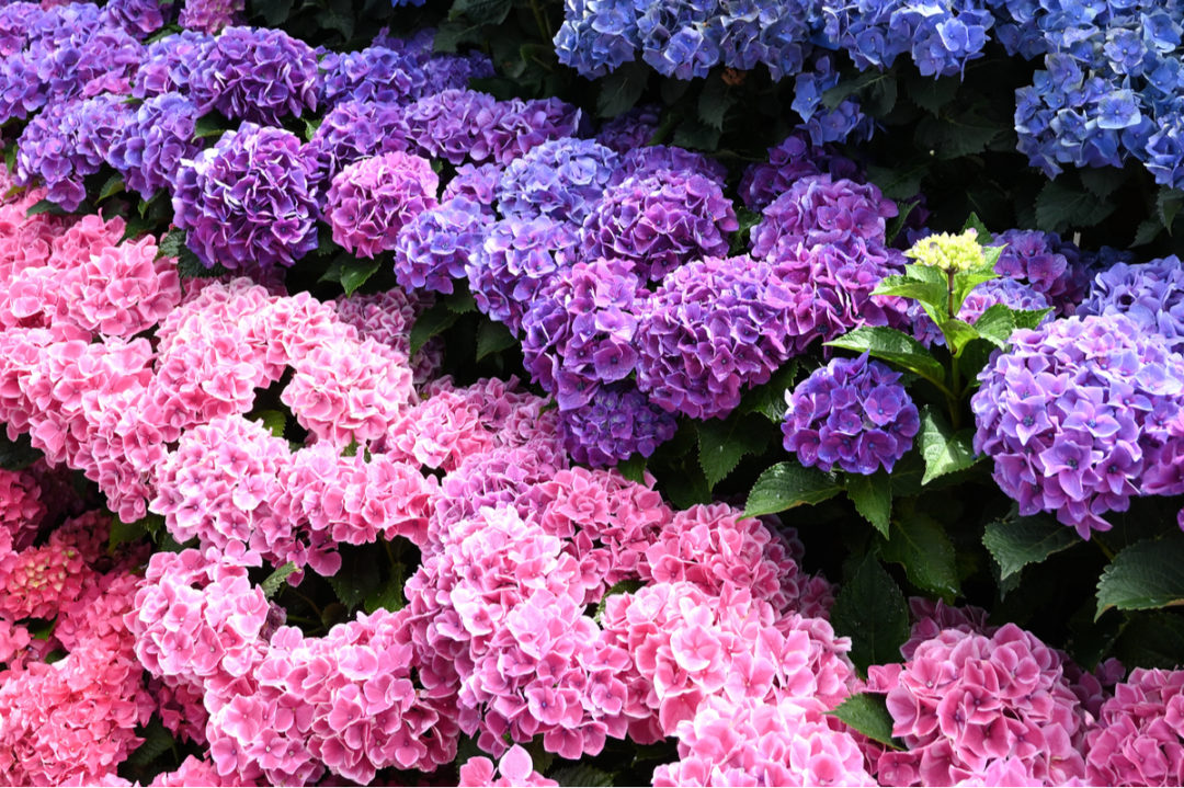 10 Secrets to Get More Blooms from Your Hydrangeas