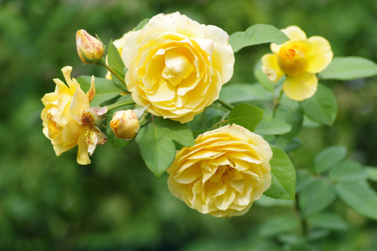 12 Yellow Perennial Flowers To Add Sunshine To Your Backyard