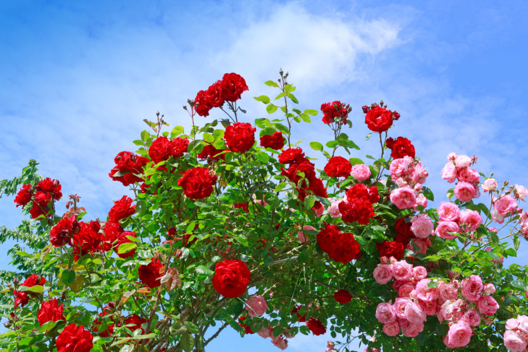 Spring Rose Care 5 Essential Spring Jobs For Every Rose Grower