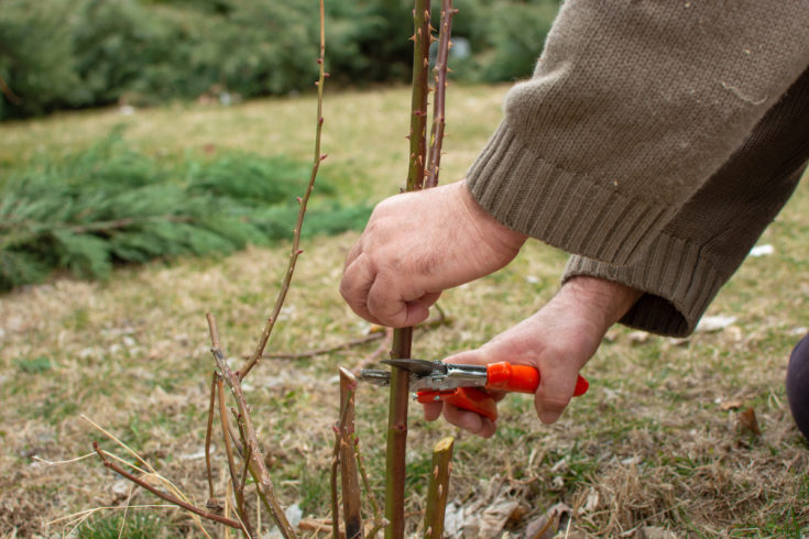 Spring Rose Care: 5 Essential Spring Jobs for Every Rose Grower