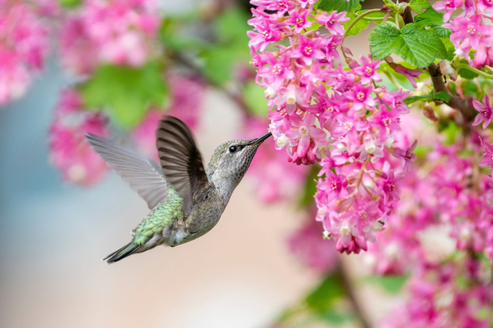 20 Best Plants To Attract Hummingbirds