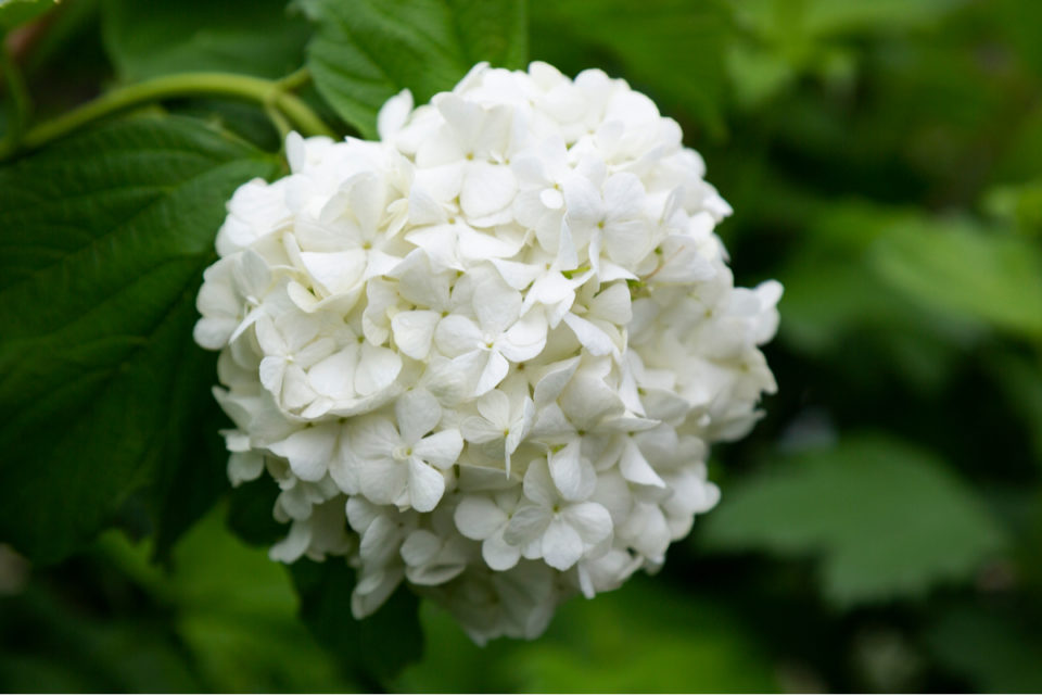 How To Fertilize Hydrangeas for Bigger & Better Blooms