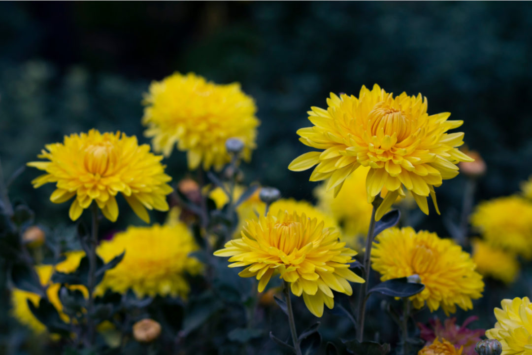 12 Yellow Perennial Flowers To Add Sunshine To Your Backyard
