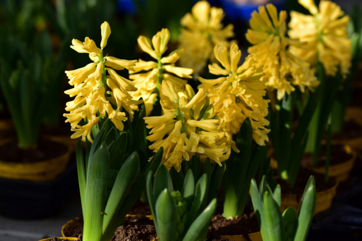 12 Yellow Perennial Flowers To Add Sunshine To Your Backyard