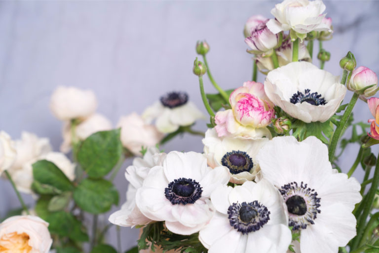 The Complete Guide to Growing Gorgeous Anemones