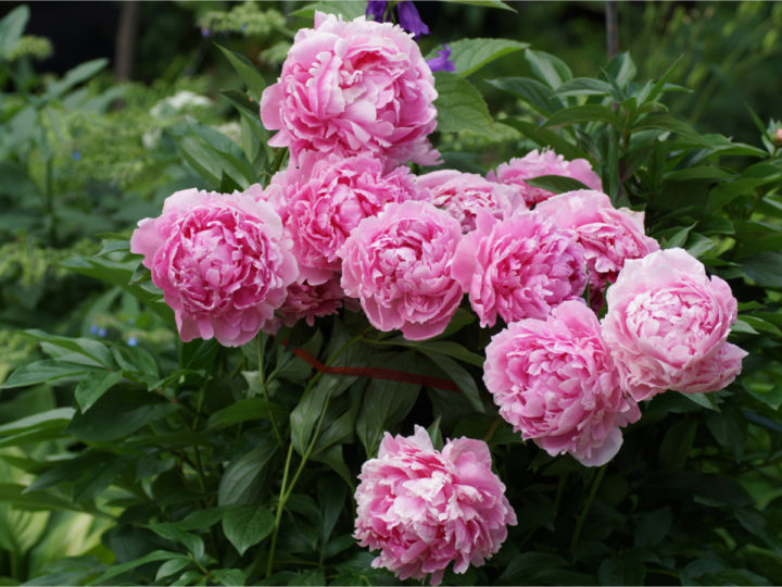 How To Fertilize Peony Plants In Spring For Big Blooms