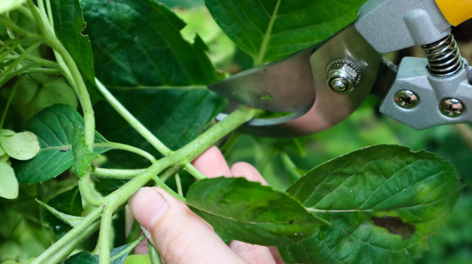 12 Reasons Why Your Hydrangea Isn't Blooming & How To Fix It