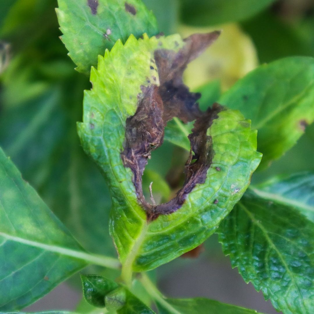 How & When To Prune Hydrangeas For Big Blooming Plants