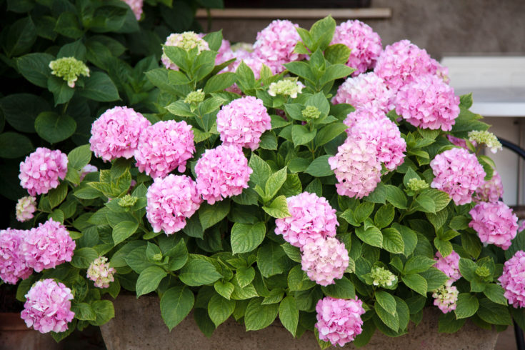 Growing Hydrangeas In Pots - 15 Things You Need To Know