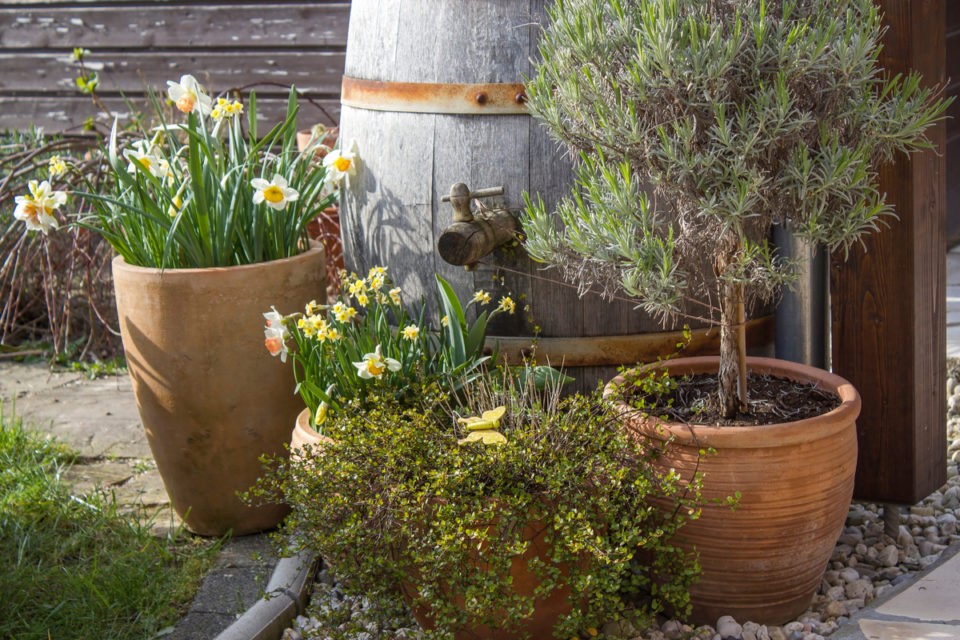 How To Care For A Lavender Tree (& Train Your Own)