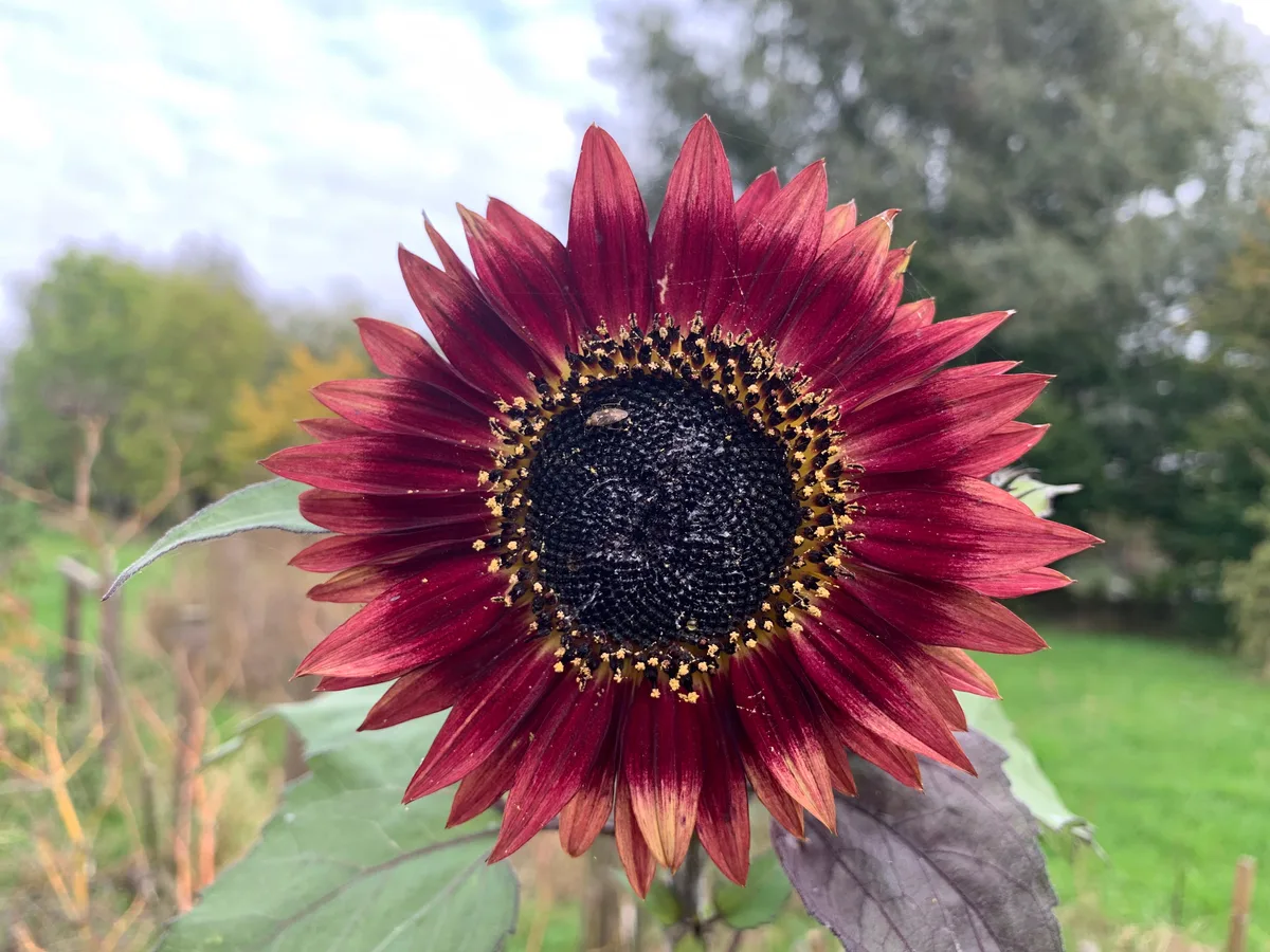 https://www.bloomingbackyard.com/wp-content/uploads/2022/06/Autumn-beauty-sunflower.jpg.webp
