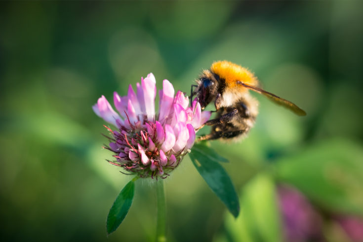 11 No-mow Alternatives To Your Grass Lawn