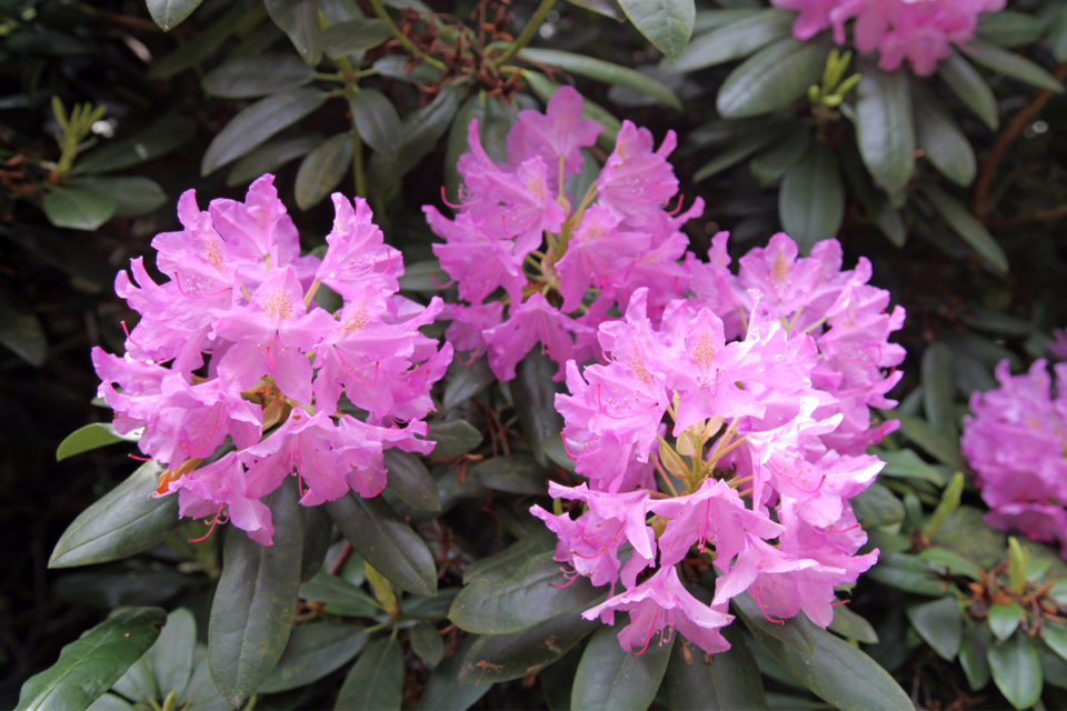 8 Reasons Why Your Rhododendrons Aren't Blooming