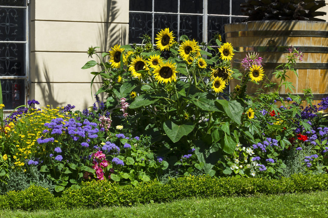 9 Secrets for Growing Giant Sunflowers