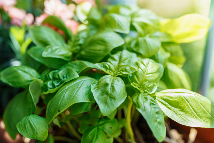 9 Versatile Garden Plants That Repel Flies (& Other Pests)