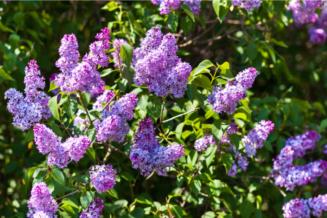 How & When To Prune Lilacs For Brilliant Blooms Every Year