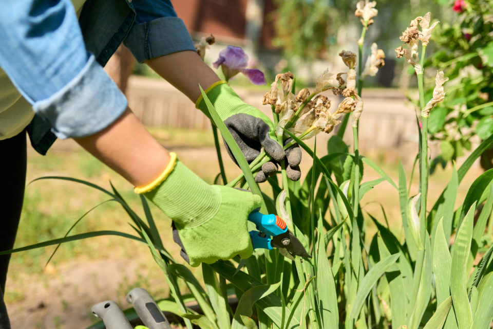 How To Care For Irises After Blooming - Not Just Deadheading