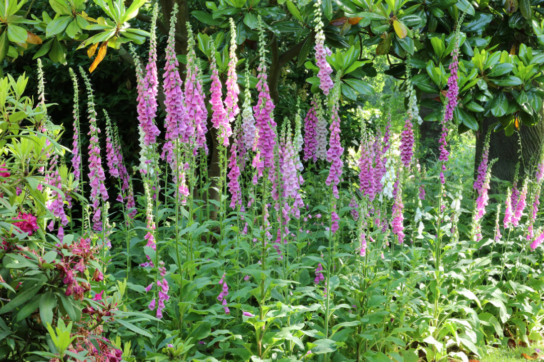 10 Secrets For Beautiful Foxglove Flowers