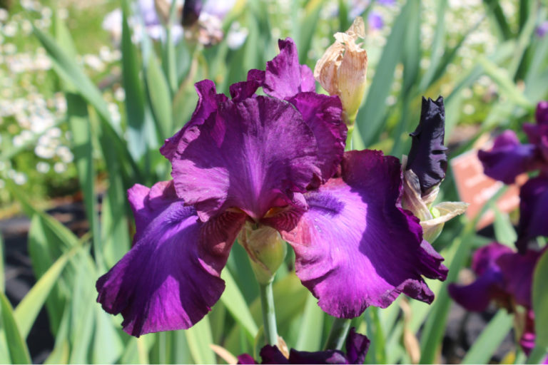 How To Care For Irises After Blooming - Not Just Deadheading