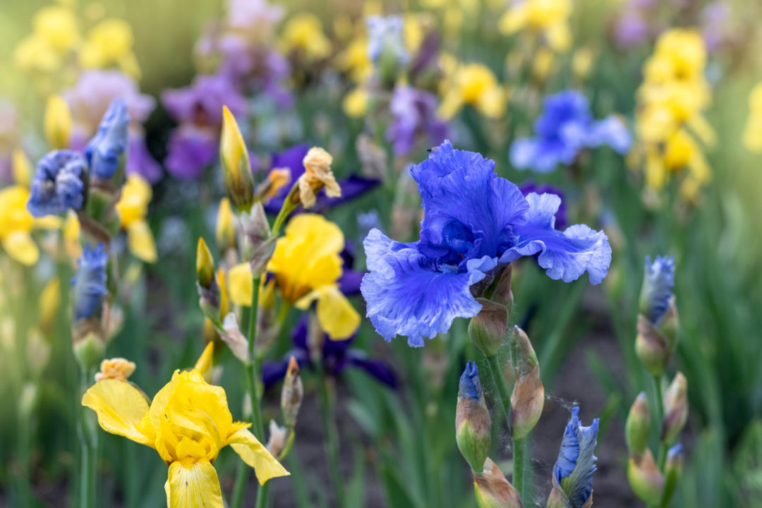 How To Care For Irises After Blooming - Not Just Deadheading