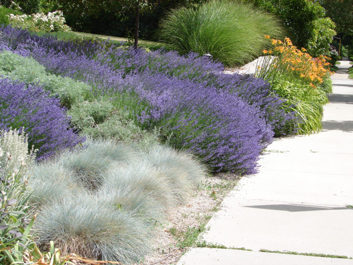 11 No-Mow Alternatives to Your Grass Lawn