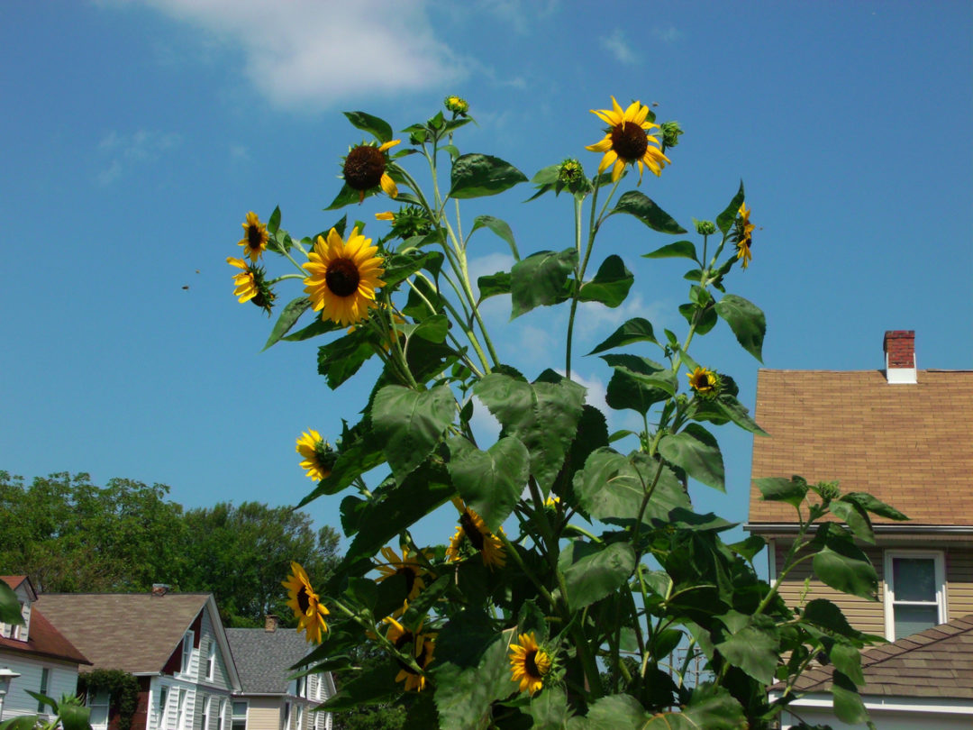 9 Secrets For Growing Giant Sunflowers 7524