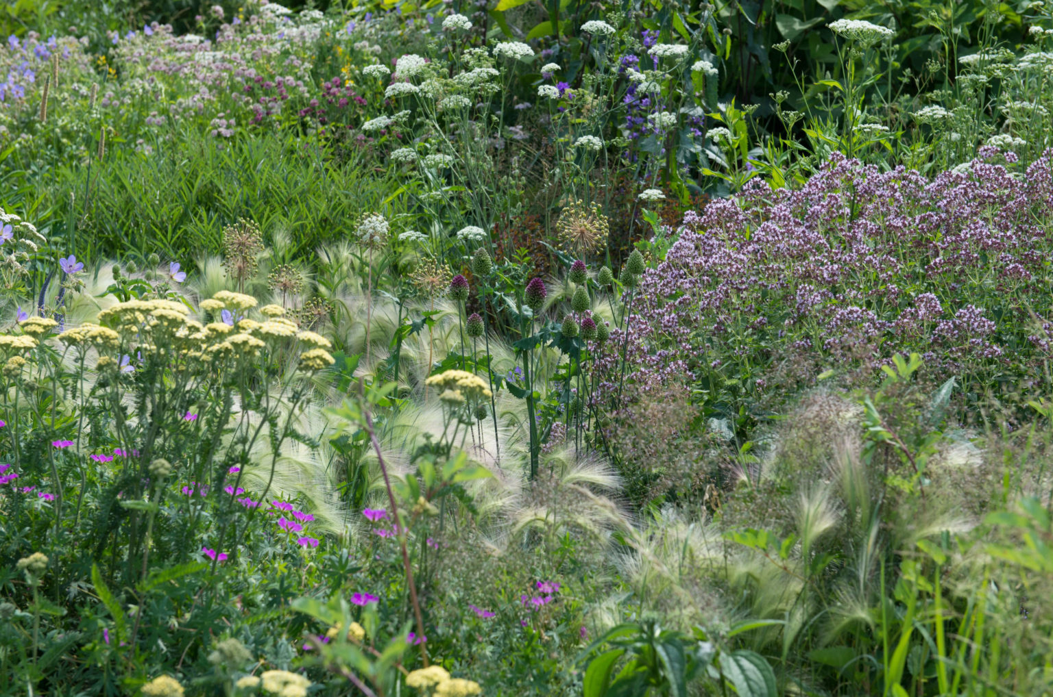 15 Perennials That Benefit From a Summer Pruning