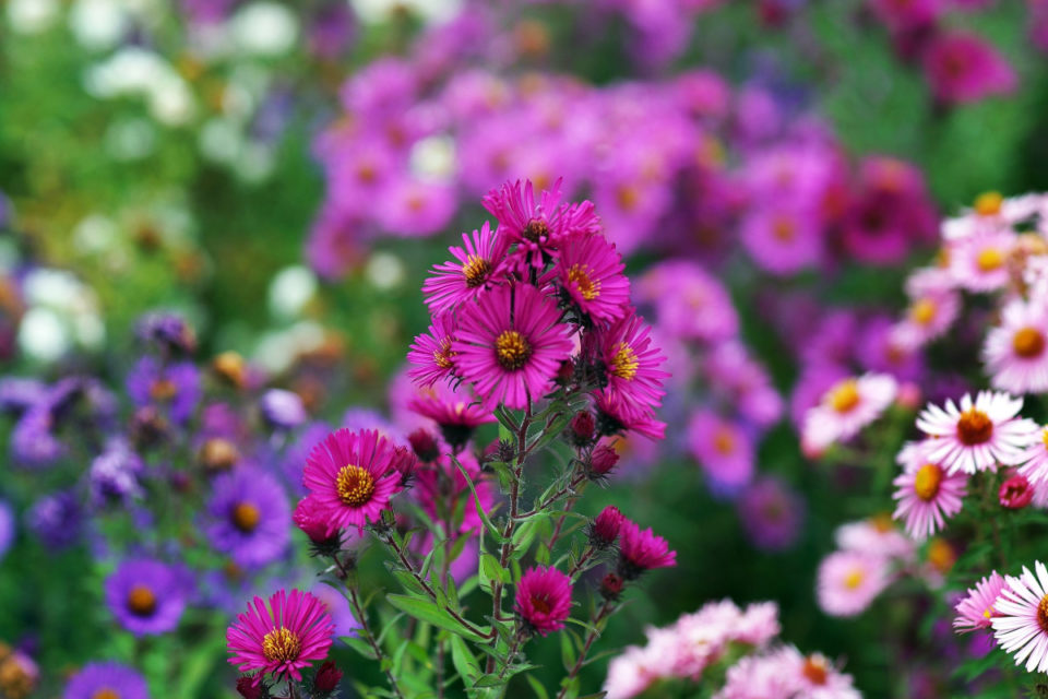 20 Instant Impact Perennials That Bloom In Their First Year