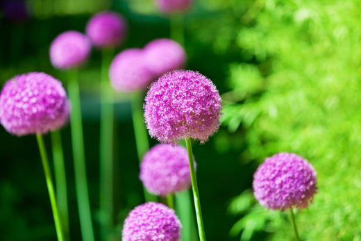 What To Do With Alliums After Flowering