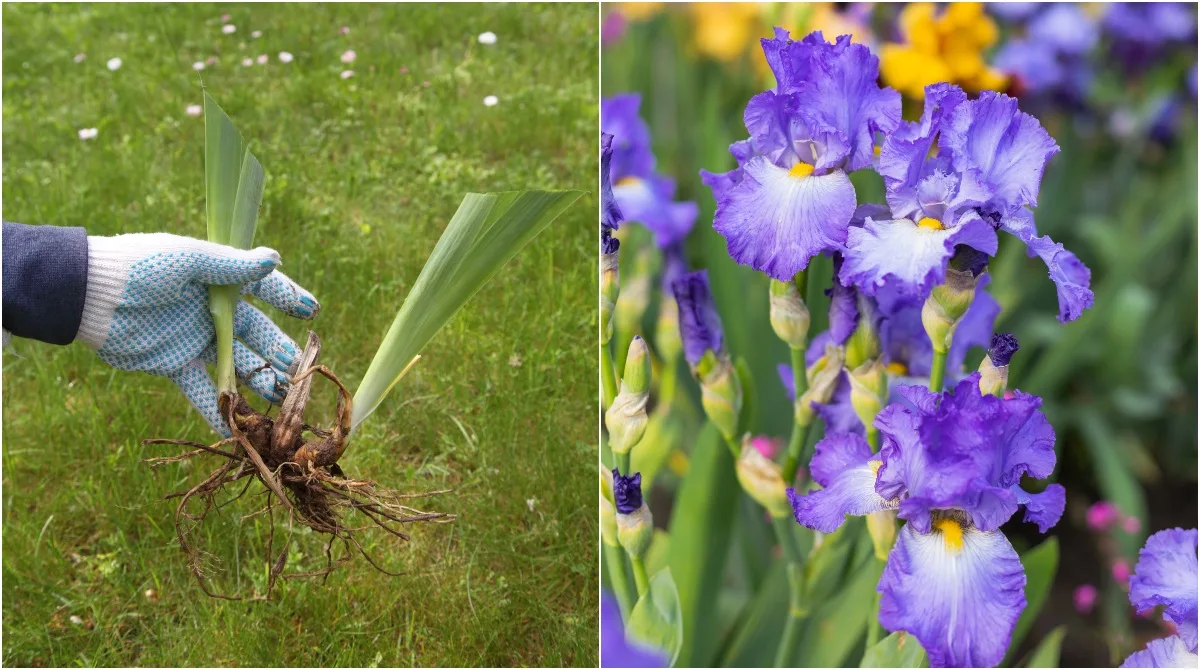 How to Lift and Divide Iris Plants