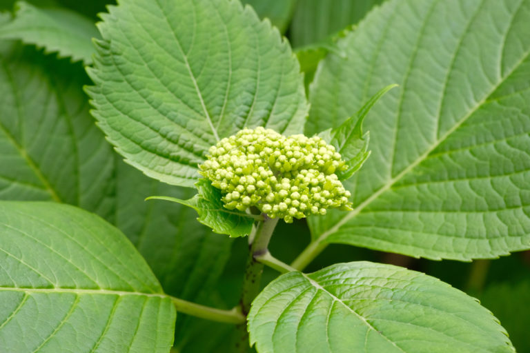 12 Reasons Why Your Hydrangea Isn't Blooming & How To Fix It