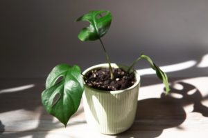 How To Grow Monstera In Water Long-Term