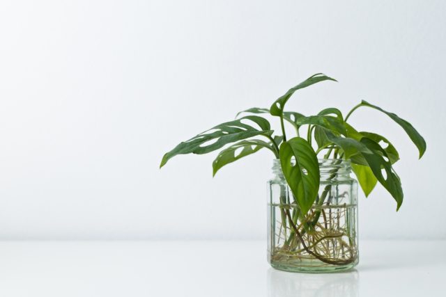 How To Grow Monstera In Water Long-Term