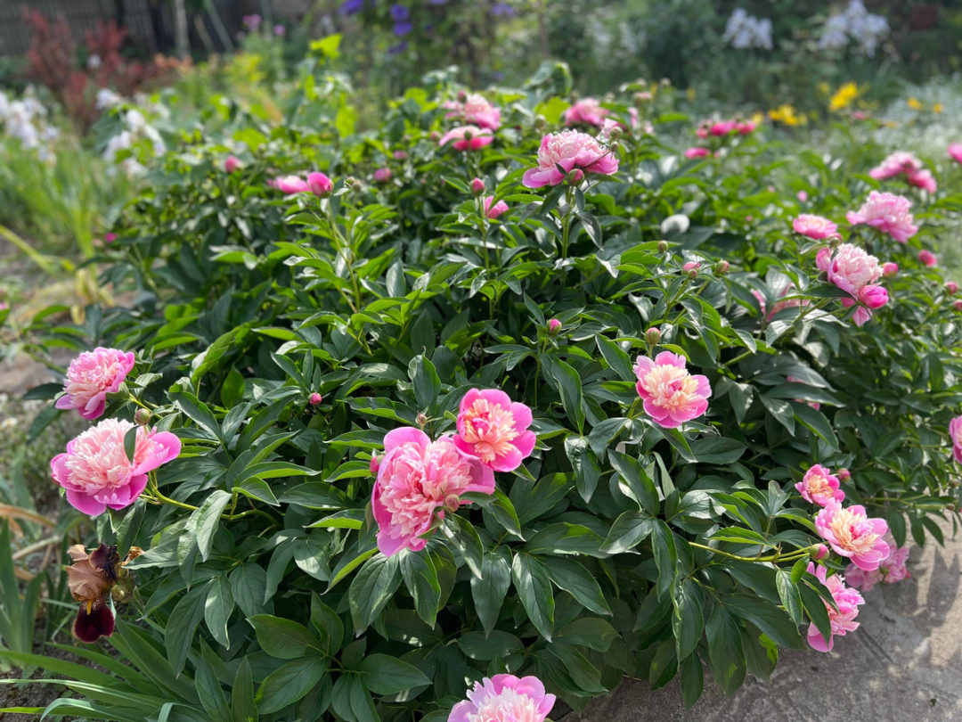 How To Care For Peonies After Blooming: 6 Essential Tasks