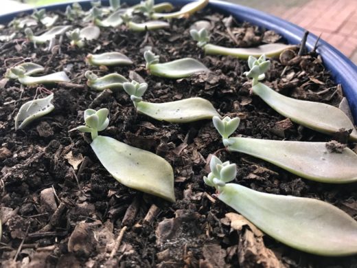 How To Fix Leggy Succulents (& Preventing It In The Future)