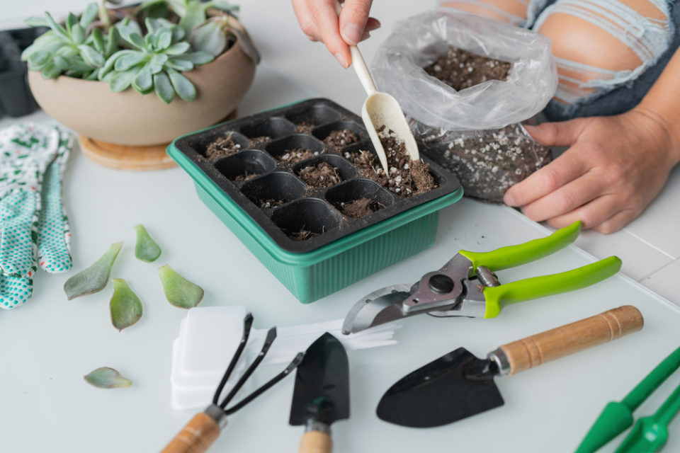 How To Fix Leggy Succulents (& Preventing It In The Future)