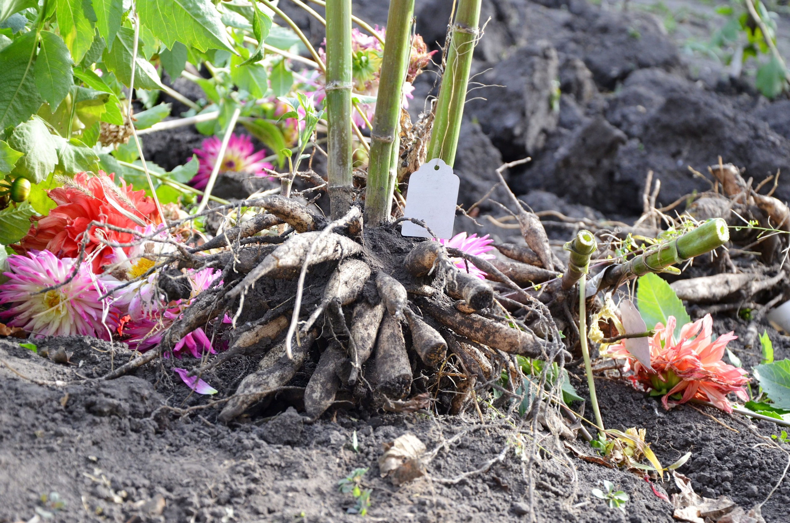 How to Overwinter Dahlia Tubers (A StepbyStep Guide)