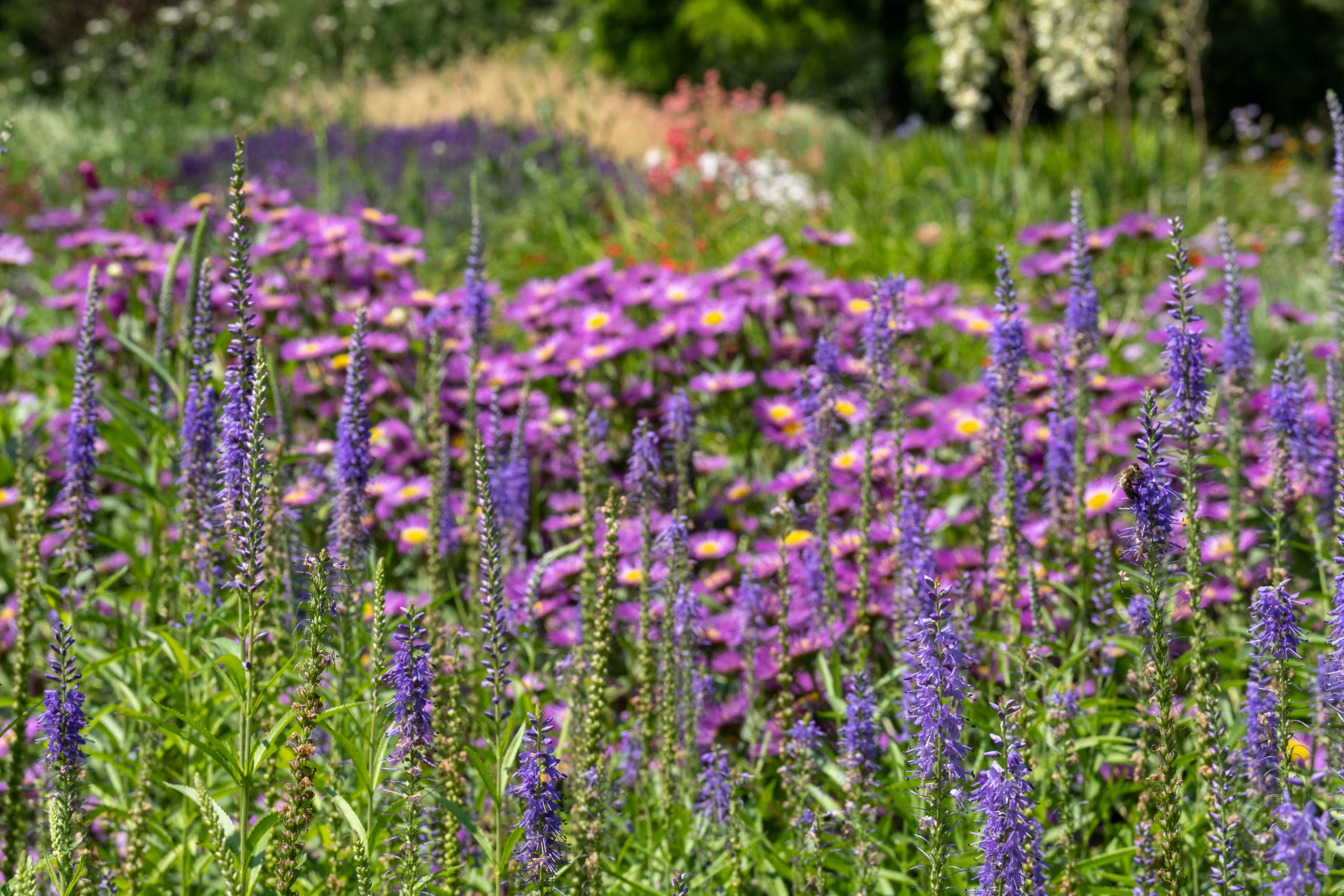 How to Plant a Rainbow Garden (+ 3 Garden Layouts that Work)