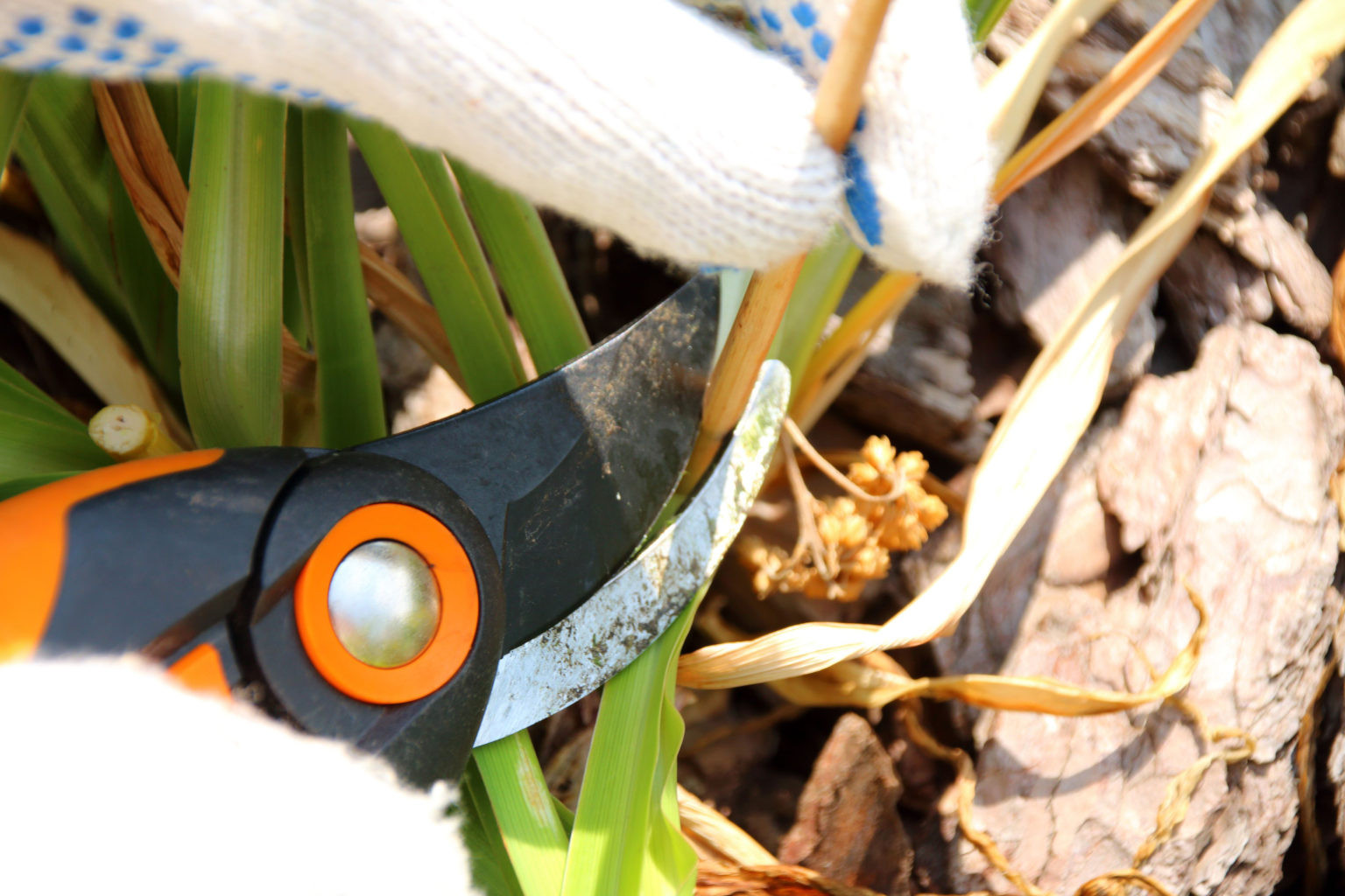 4 Essential Fall Jobs For Your Daylily Plants