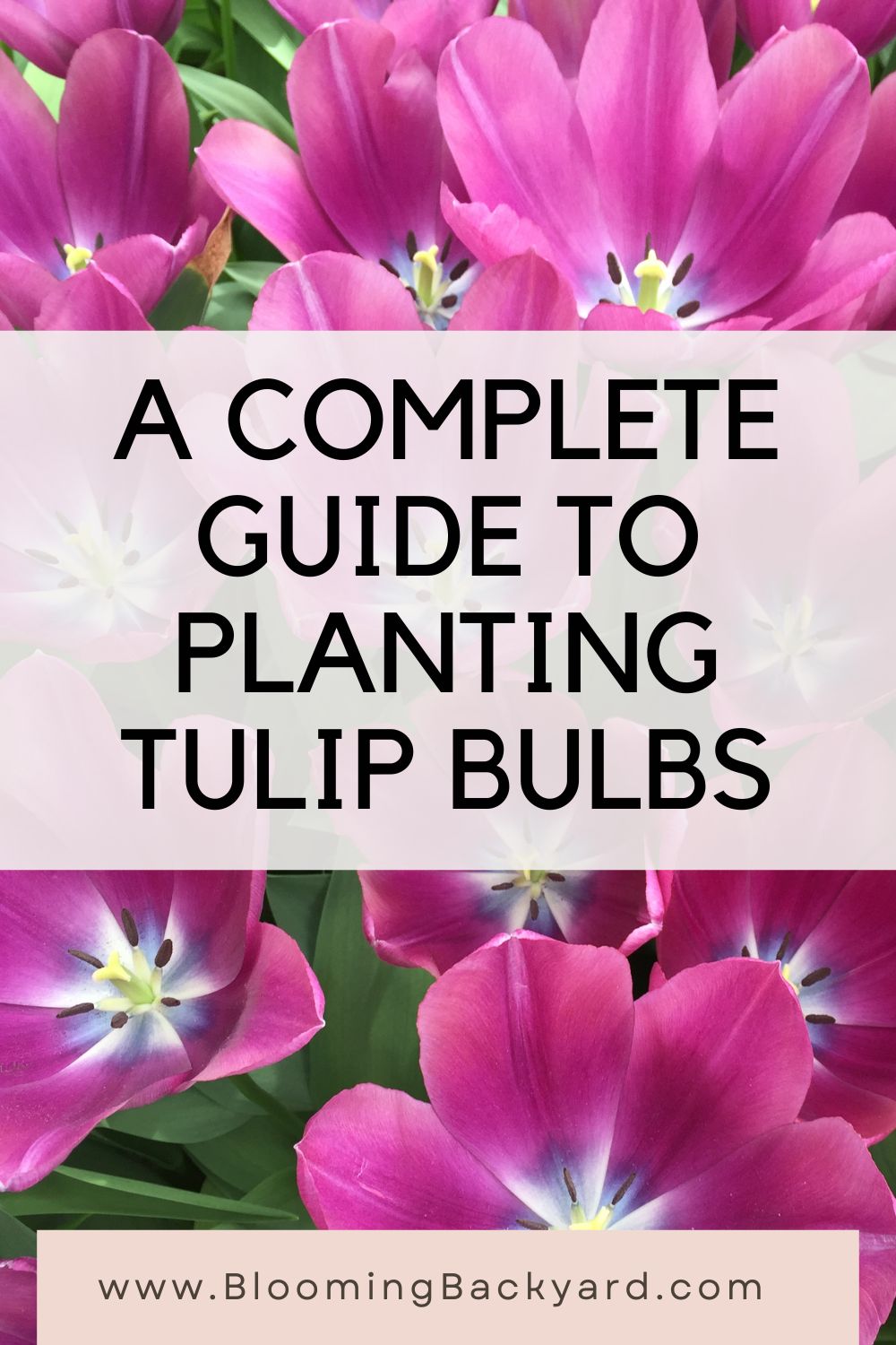 How To Plant Tulip Bulbs & Tips For Long-Lasting Blooms