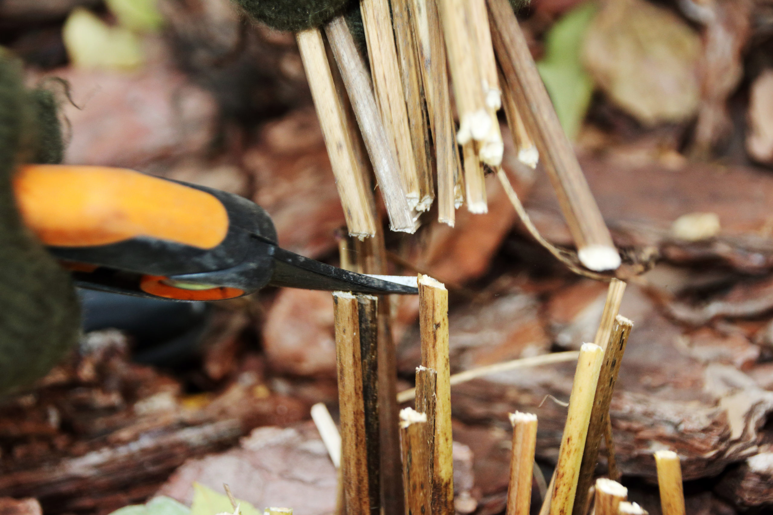 12 Perennials You Should Cut Back In Fall