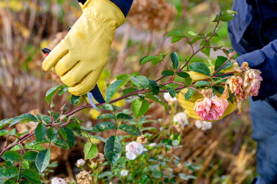 Fall Rose Care: 7 Fall Jobs For Big Summer Blooms