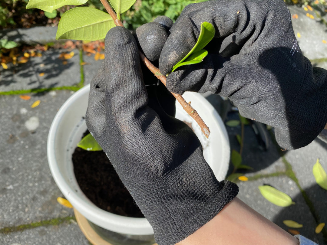 how-to-propagate-star-jasmine-from-cuttings