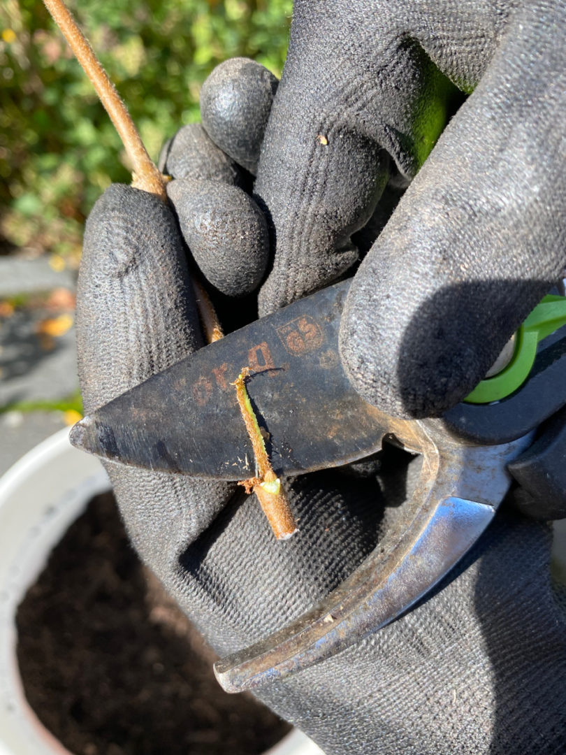 how-to-propagate-star-jasmine-from-cuttings