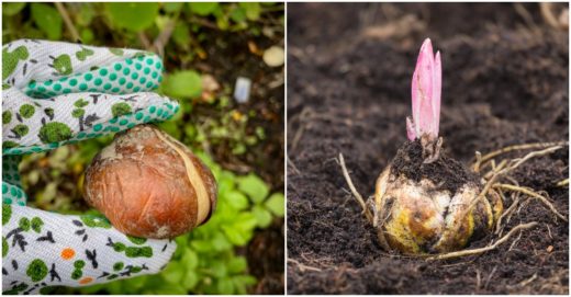 10 Bulb Planting Tips For Gorgeous Spring Displays