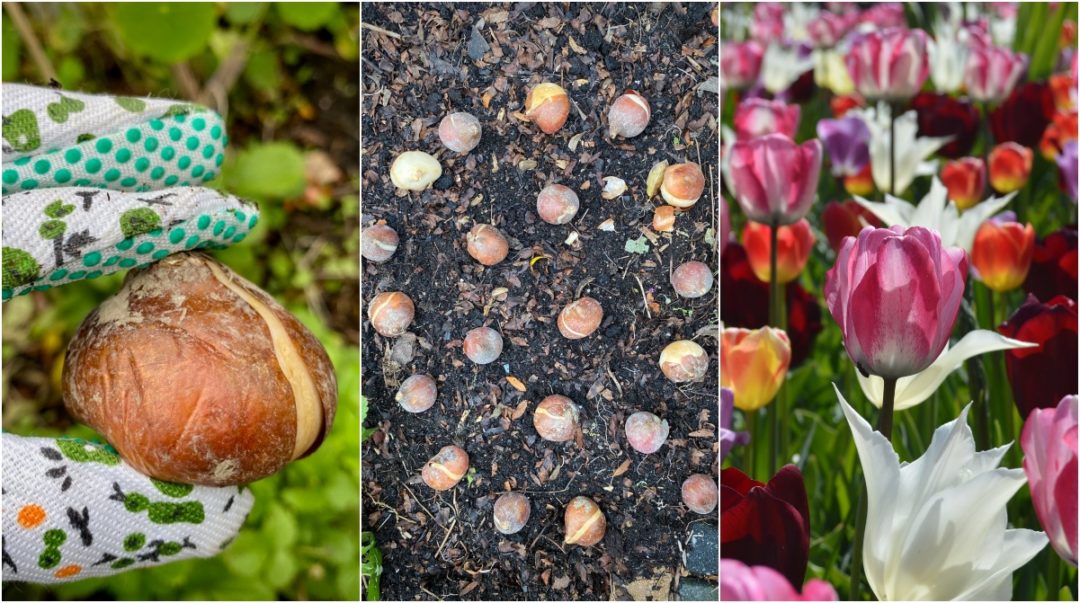 how-to-plant-tulip-bulbs-tips-for-long-lasting-blooms