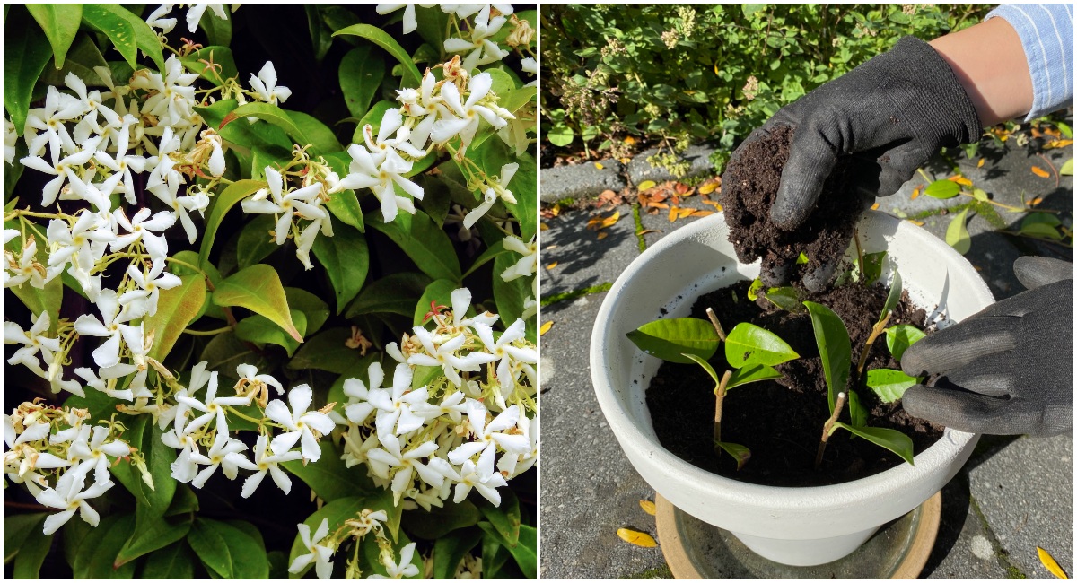 Jasmine: How to Grow and Care with Success