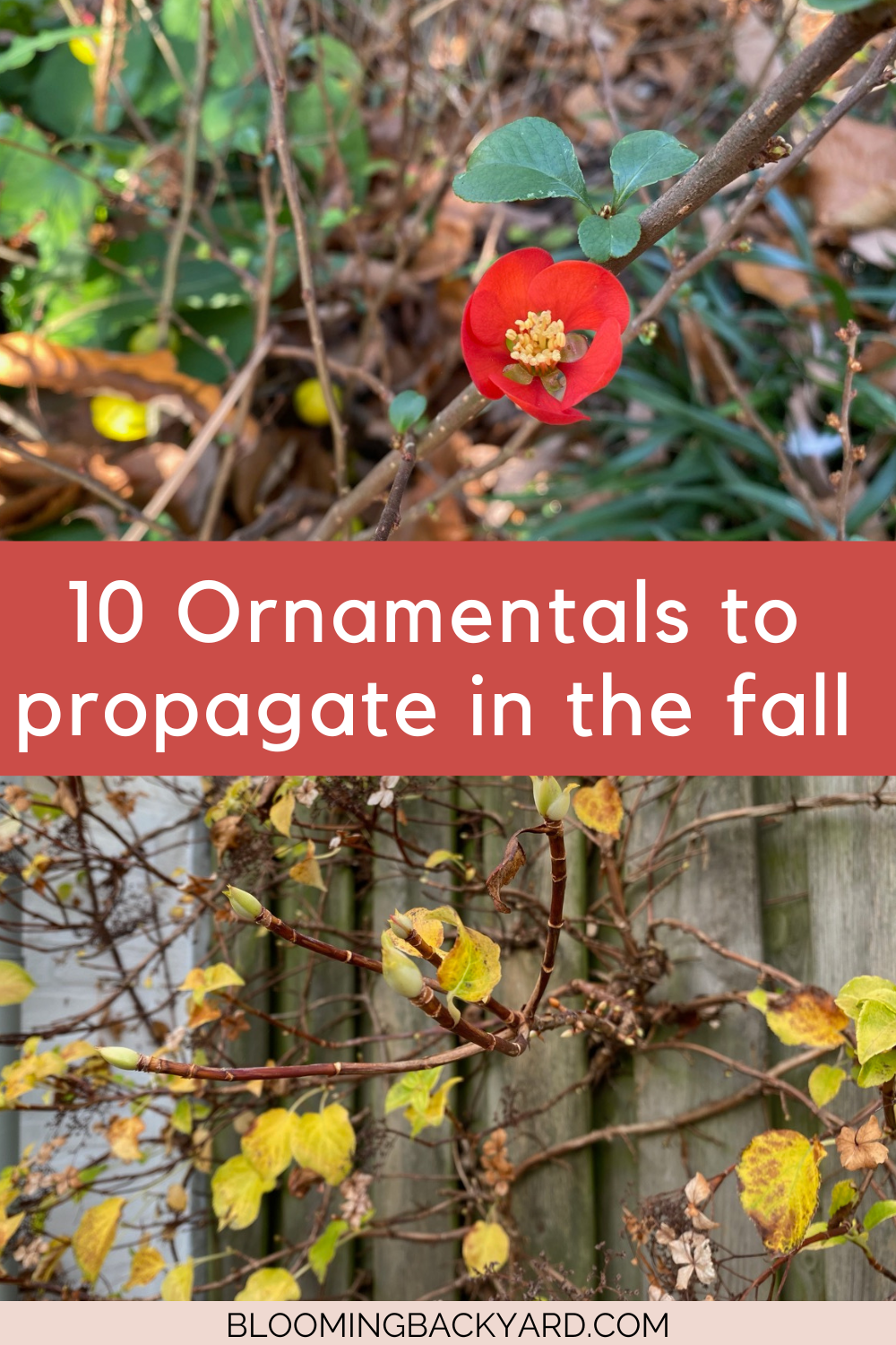 10-garden-plants-to-propagate-from-cuttings-in-the-fall